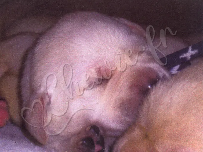 Chewie - Chien labrador retriever sable LOF - Naissance d'Aslan, chiot labrador sable dit 