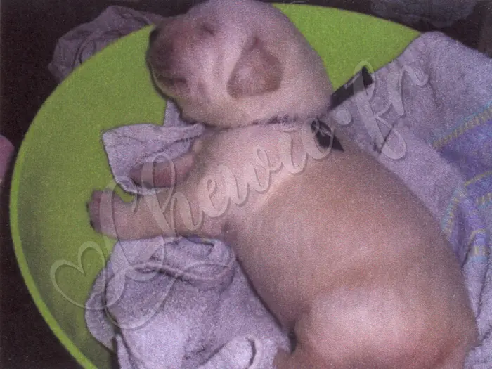 Chewie - Chien labrador retriever sable LOF - Bébé chiot reconnaissable avec un petit bandeau noir autour du cou.