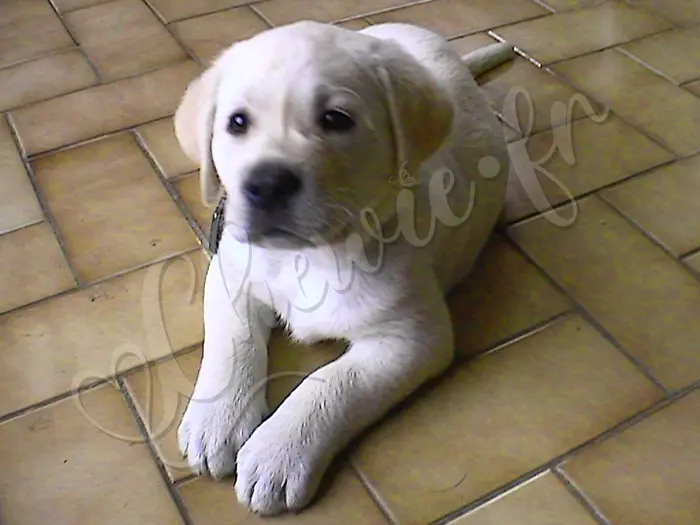 Chewie - Chien labrador retriever sable LOF - Son premier regard avec son maître. Chewie avait à peine 6 semaines - Décembre 2005.
