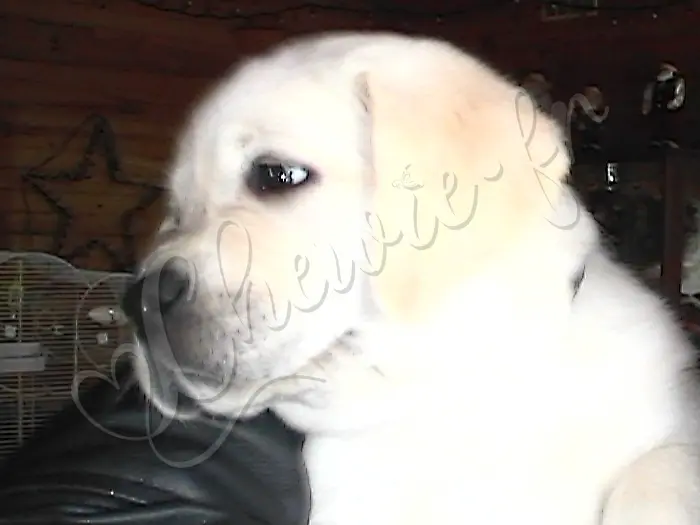 Chewie - Chien labrador retriever sable LOF - Ses premiers contacts, ses derniers instants auprès de sa famille canine...