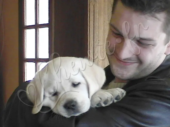 Chewie - Chien labrador retriever sable LOF - Chewie est encore tout petit dans les bras de son maître.