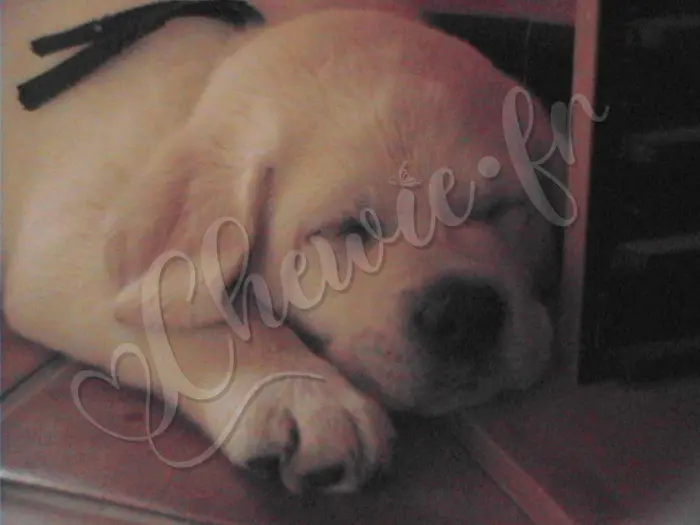 Chewie - Chien labrador retriever sable LOF - Un dernier petit roupillon avant de reprendre la route... Direction : la Normandie !