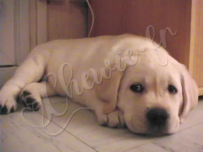 Chewie - Chien labrador retriever sable LOF - Arrivé à la nouvelle maison. Répérage rapide, ni vu ni connu, Chewie a failli croquer le fil de la TV derrière lui. 1er janvier 2006.