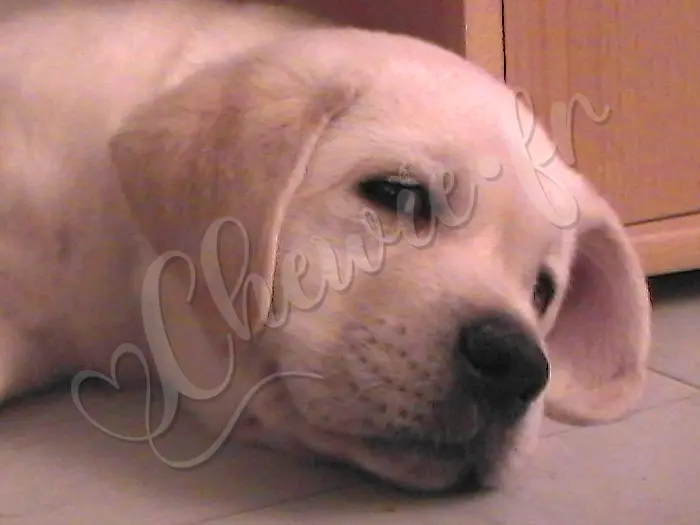 Chewie - Chien labrador retriever sable LOF - Un petit somme ? Non, Chewie a ce regard espiègle, prêt à faire une bétise.