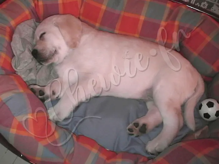 Chewie - Chien labrador retriever sable LOF - Bien mieux dans son nouveau dodo !