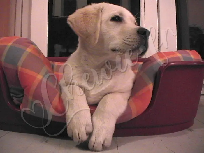 Chewie - Chien labrador retriever sable LOF - Fin prêt pour de nouvelles aventures !