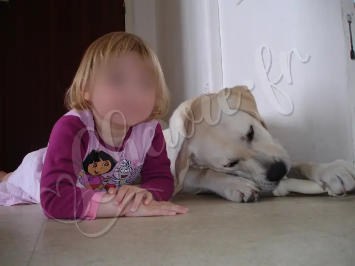 Chewie - Chien labrador retriever sable LOF - Avec sa petite maîtresse Juliette, à même le sol, il joue avec son os à ronger - Juin 2006