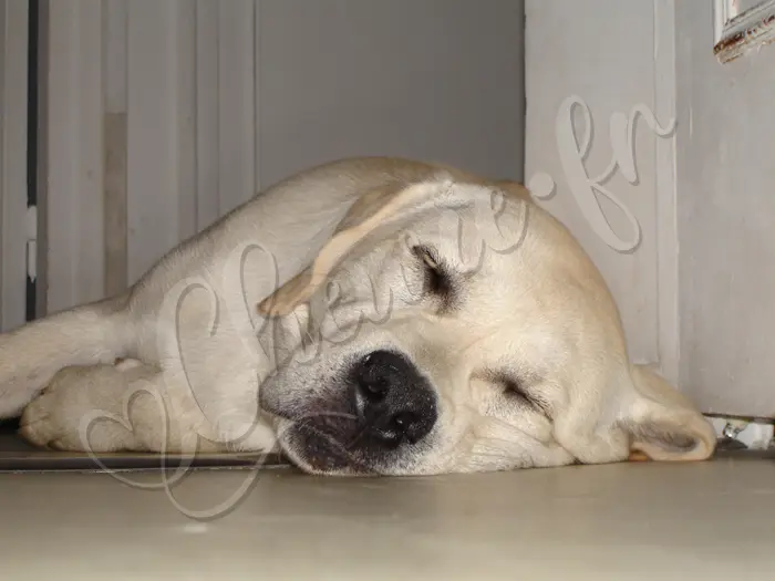 Chewie - Chien labrador retriever sable LOF - Chewie fait un gros dodo - Juin 2006