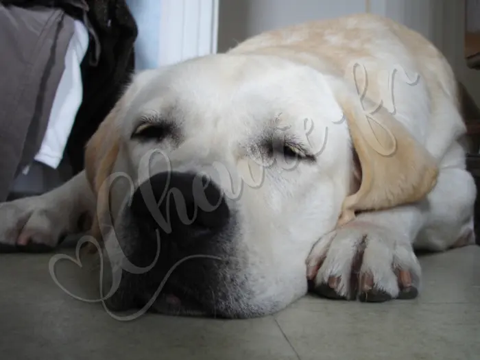 Chewie - Chien labrador retriever sable LOF - 
