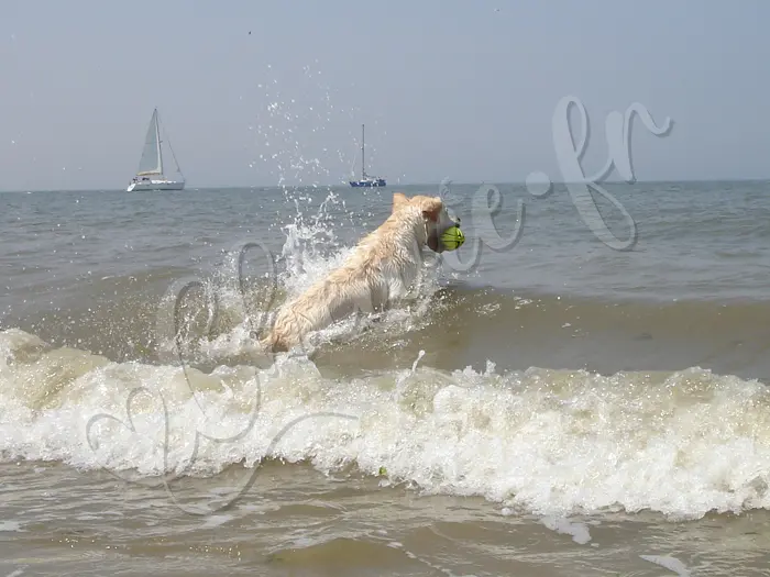 Chewie - Chien labrador retriever sable LOF - Week-end à Ouistreham à la mer ! Vive les vagues !
