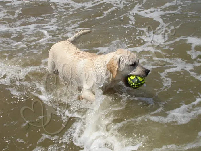 Chewie - Chien labrador retriever sable LOF - Que d'eau, que d'eau... - Juillet 2006