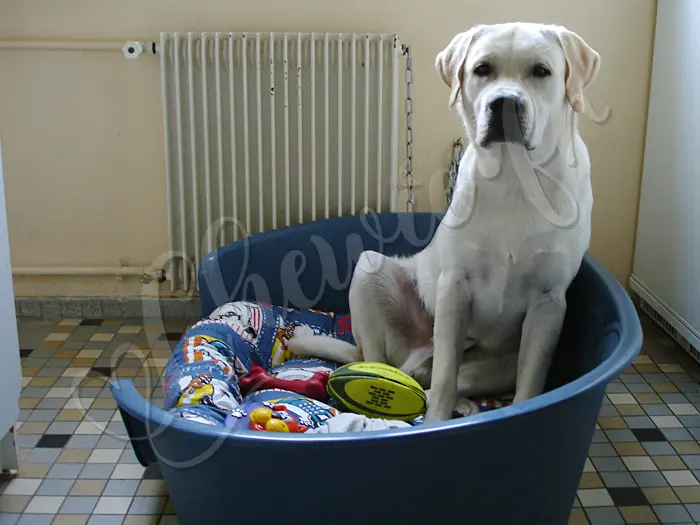 Chewie - Chien labrador retriever sable LOF - Dans la cuisine de l'appartement, en attendant le retour de son maître. Pas toujours facile d'être sage, le mur derrière lui s'en souvient.