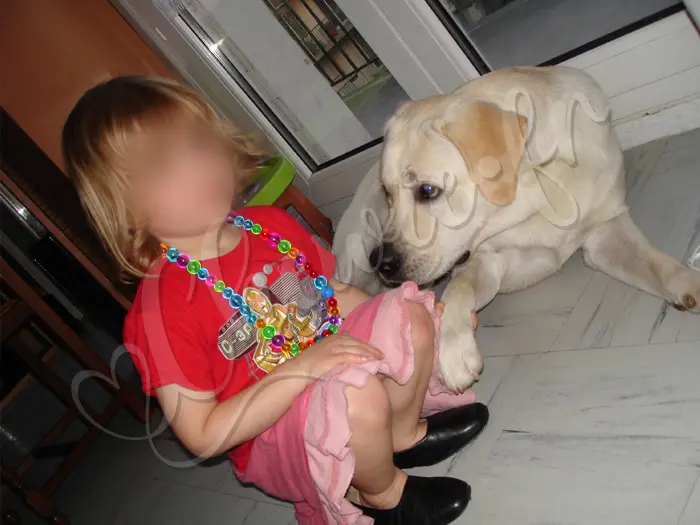 Chewie - Chien labrador retriever sable LOF - Chewie donne la patte à sa 