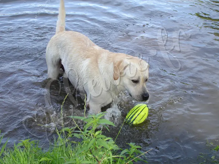 Chewie - Chien labrador retriever sable LOF - A la rivière de Pacy-sur-Eure (La plage) - Aôut 2007