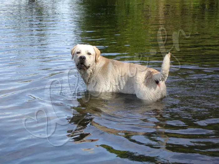 Chewie - Chien labrador retriever sable LOF - Se baigner dans la rivière, un vrai bonheur !