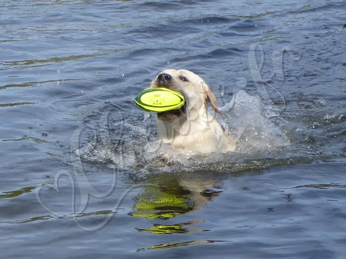 Chewie - Chien labrador retriever sable LOF - ...et nager !