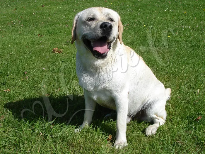 Chewie - Chien labrador retriever sable LOF - Séchage au soleil