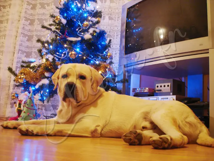 Chewie - Chien labrador retriever sable LOF - Noël 2007 - Chewie attend le père Noël