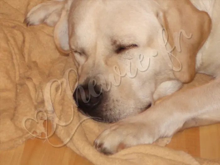 Chewie - Chien labrador retriever sable LOF - Dodo