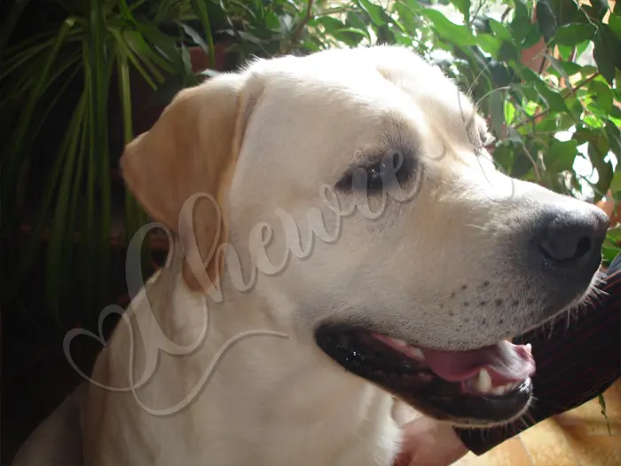 Chewie - Chien labrador retriever sable LOF - Chez 