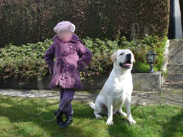 Chewie - Chien labrador retriever sable LOF - Pâques 2008
