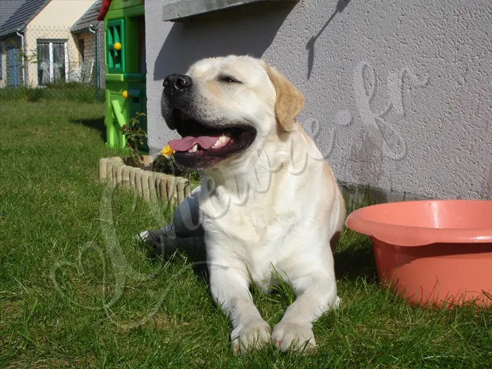 Chewie - Chien labrador retriever sable LOF - Dans le jardin à la Bonneville-sur-Iton - Eté 2008