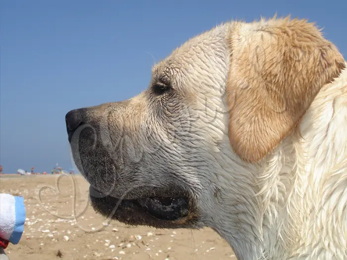 Chewie - Chien labrador retriever sable LOF - 