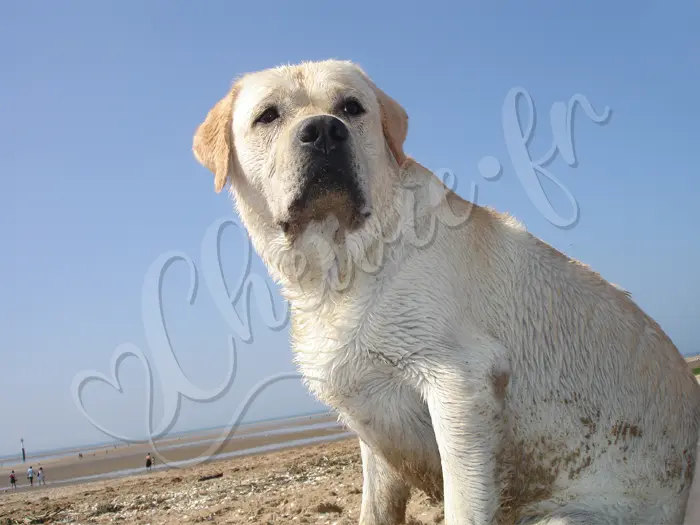 Chewie - Chien labrador retriever sable LOF - Chewie aime faire le fier sur la plage (Aôut 2008)