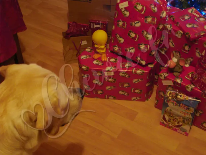 Chewie - Chien labrador retriever sable LOF - En respect devant ses cadeaux de Noël (un 