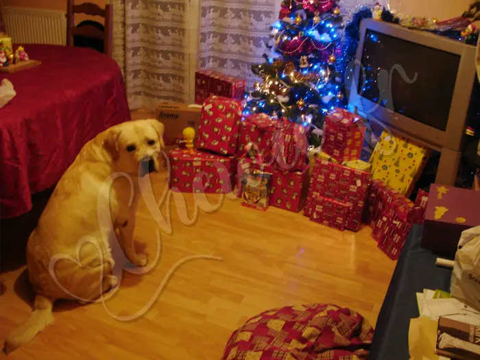 Chewie - Chien labrador retriever sable LOF - Décembre 2008
