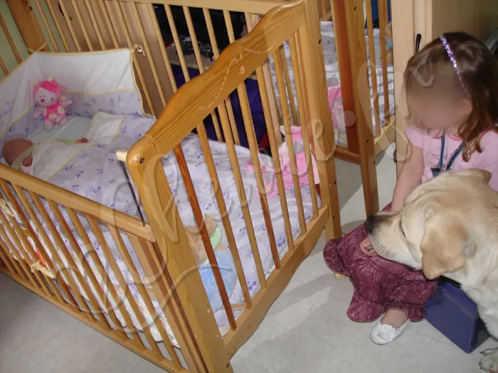 Chewie - Chien labrador retriever sable LOF - Aux avant-postes à l'arrivée de sa 2ème petite maîtresse, Audrey - Mars 2009
