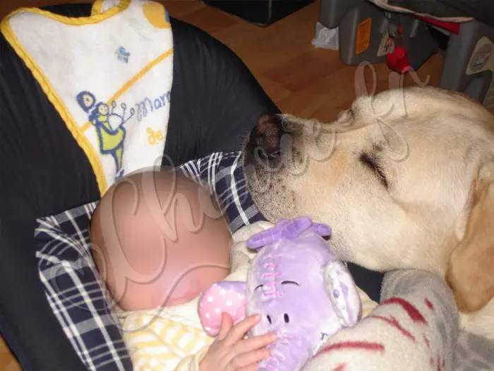 Chewie - Chien labrador retriever sable LOF - Gros dodo et gros câlins avec le nouveau bébé !