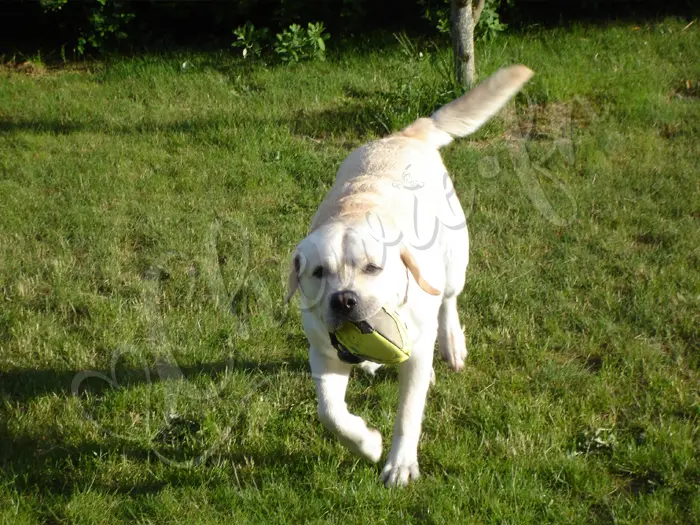 Chewie - Chien labrador retriever sable LOF - Jeu dès le petit matin au lever du soleil avec son maître - Mai 2009