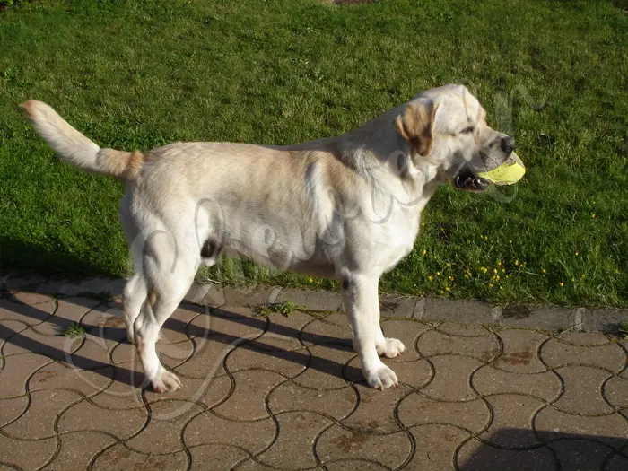 Chewie - Chien labrador retriever sable LOF - Chewie de profil - Mai 2009