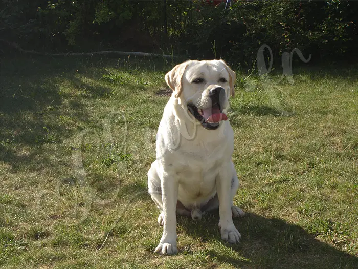 Chewie - Chien labrador retriever sable LOF - Chewie de face, de plein pied
