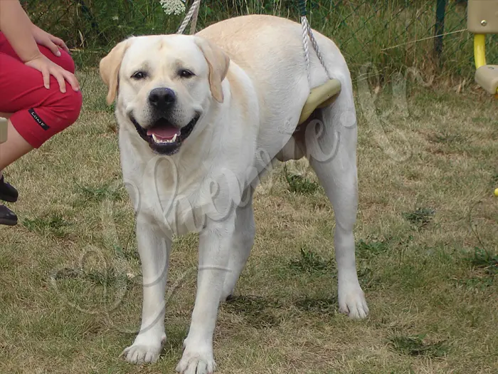 Chewie - Chien labrador retriever sable LOF - Chewie n'a jamais eu de descendance, on se demande bien pourquoi ? :)