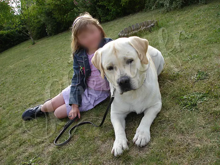 Chewie - Chien labrador retriever sable LOF - Avec sa 