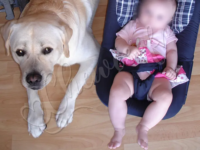 Chewie - Chien labrador retriever sable LOF - Avec sa 