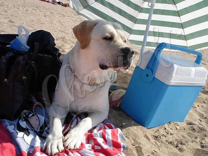 Chewie - Chien labrador retriever sable LOF - Chewie monte la garde : A la plage, il veille sur le glacière !