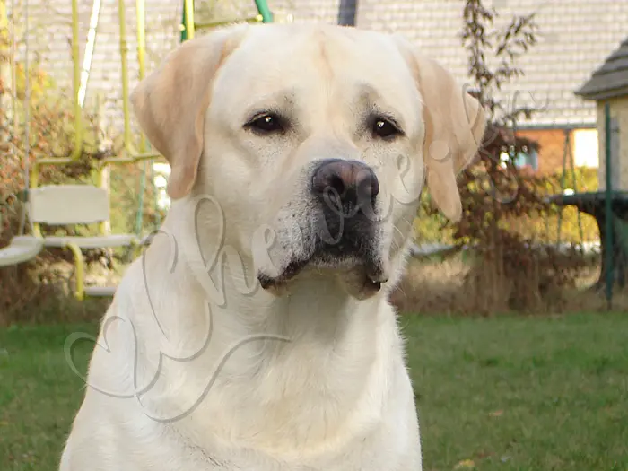 Chewie - Chien labrador retriever sable LOF - Chewie, beau gosse ? Sans aucun doute !