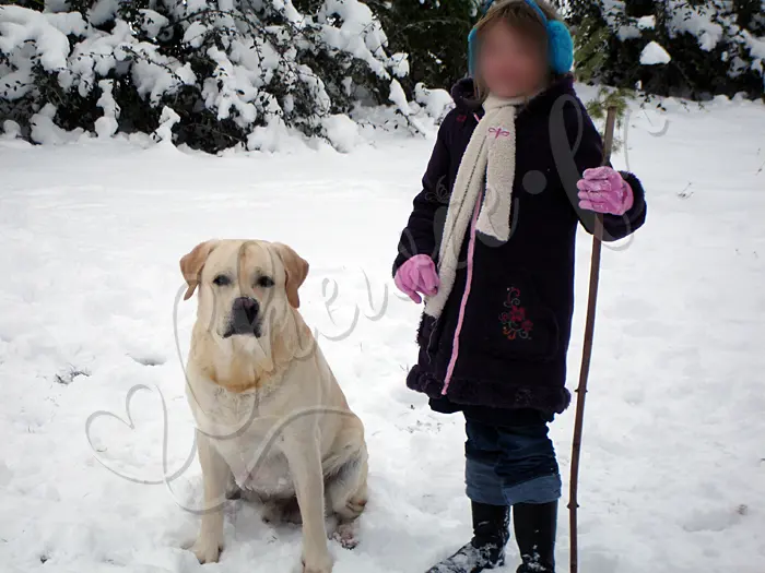 Chewie - Chien labrador retriever sable LOF - Chewie adore la neige ! C'est étrange et tellement rare en Normandie !
