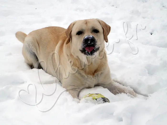 Chewie - Chien labrador retriever sable LOF - Rafraichissante en tout cas, cette neige !