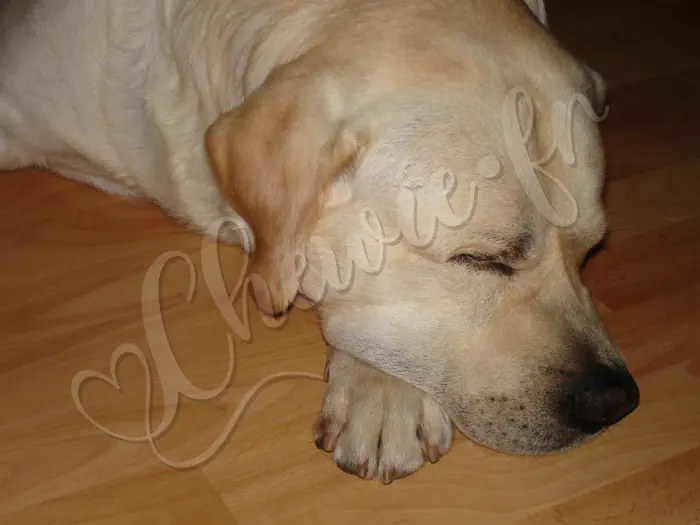Chewie - Chien labrador retriever sable LOF - Un petit somme