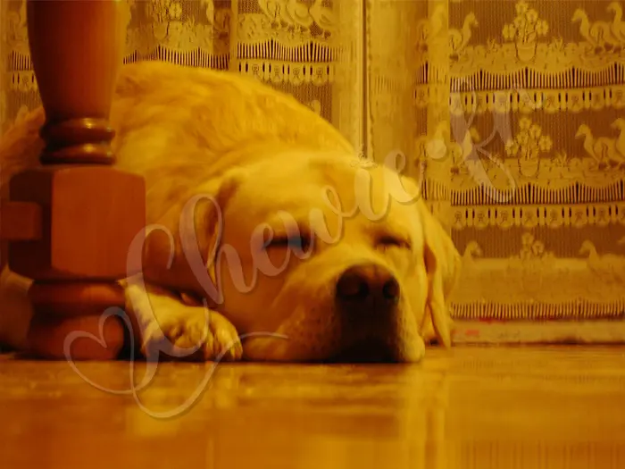 Chewie - Chien labrador retriever sable LOF - Encore un autre petit somme...