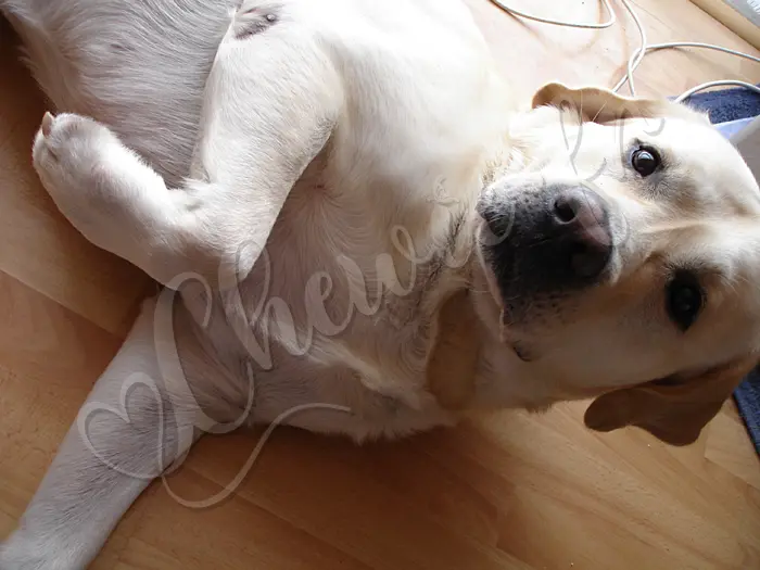 Chewie - Chien labrador retriever sable LOF - Hein ? Quoi ? Encore une photo ???