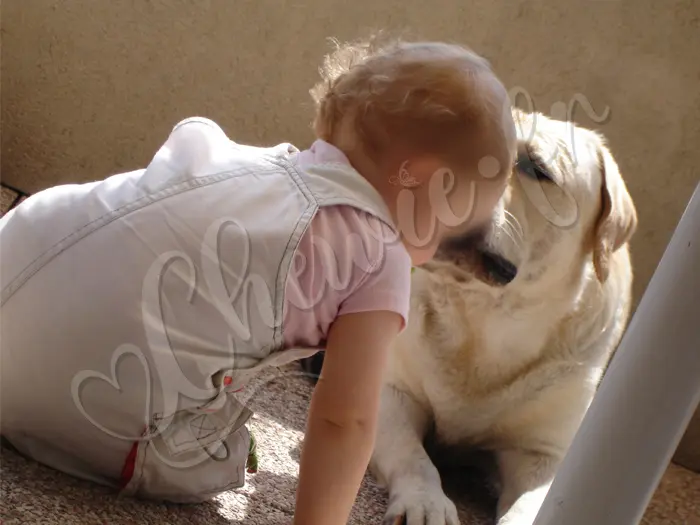 Chewie - Chien labrador retriever sable LOF - En vacances à Bandol avec sa 