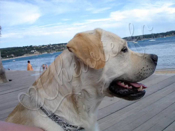 Chewie - Chien labrador retriever sable LOF - C'est beau la mer, la Méditerranée. Dommage, les chiens ne sont pas admis sur la plage.