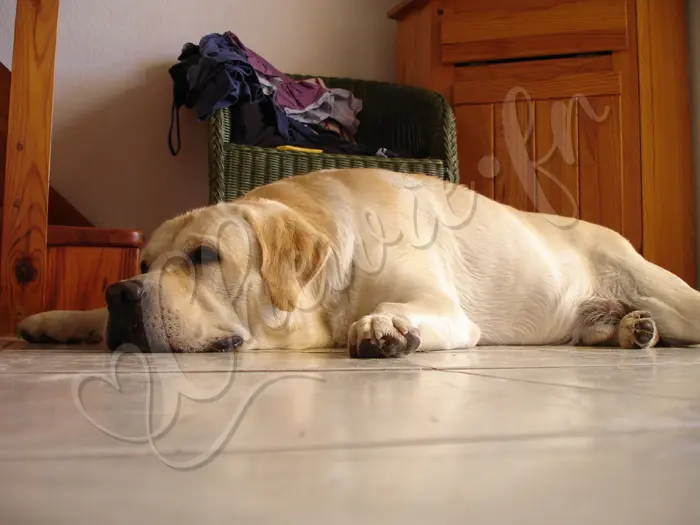 Chewie - Chien labrador retriever sable LOF - C'est épuisant d'être en vacances ! Alors là, Chewie fait carpette !