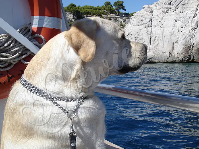 Chewie - Chien labrador retriever sable LOF - Voyage en bateau dans les calanques de Cassis ! Il aurait bien sauté ! Il adore l'eau !