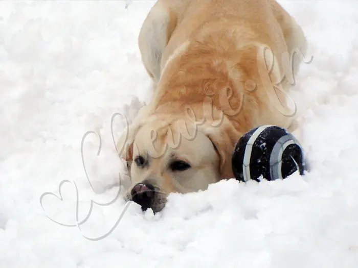 Chewie - Chien labrador retriever sable LOF - Changement de décor, et de saison, retour en Normandie à la Bonneville-sur-Iton avec la neige !